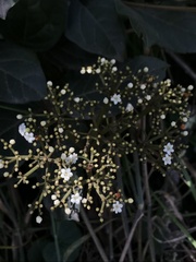 Viburnum triphyllum