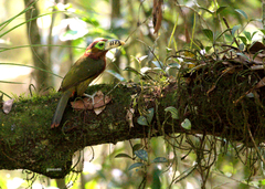 Selenidera maculirostris