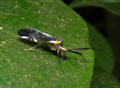 Dictyopsocus pennicornis
