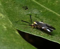 Dictyopsocus pennicornis