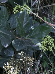 Viburnum triphyllum