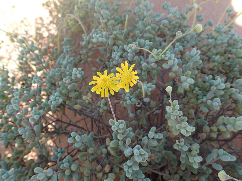 Crassothonna sedifolia