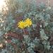 Crassothonna sedifolia - Photo no hay derechos reservados, subido por Peter Warren