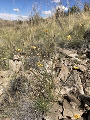 Linum berlandieri filifolium