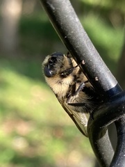 Cephenemyia phobifer