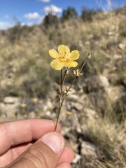 Linum berlandieri filifolium
