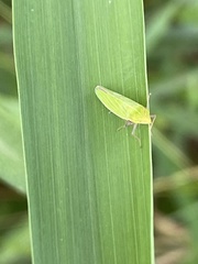 Draeculacephala antica