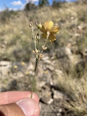 Linum berlandieri filifolium