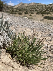 Nerisyrenia linearifolia