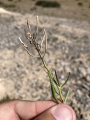 Nerisyrenia linearifolia