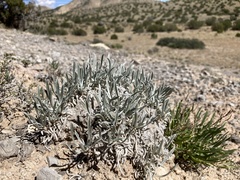 Oreocarya fulvocanescens