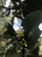 Xylosma spiculifera