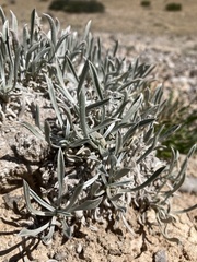Oreocarya fulvocanescens