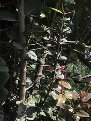 Xylosma spiculifera
