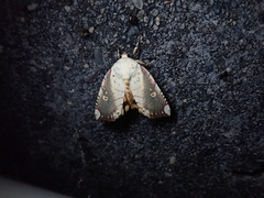 Xanthocosmia jankowskii