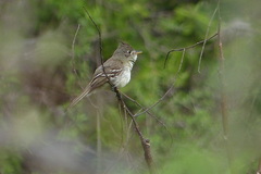 Xenotriccus mexicanus
