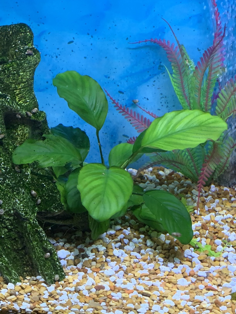 Anubias leaf detail underwater