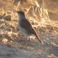 Emarginata sinuata sinuata