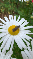 Cisseps fulvicollis
