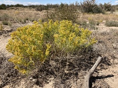 Sartwellia flaveriae