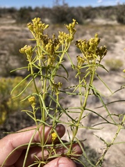 Sartwellia flaveriae