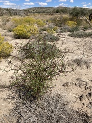 Dicranocarpus parviflorus