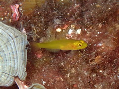 Gobius auratus