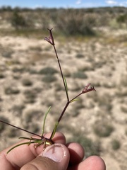 Dicranocarpus parviflorus