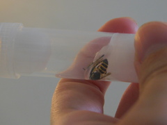 Agapostemon poeyi