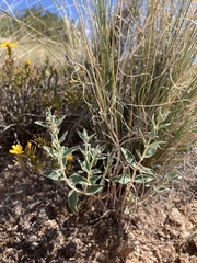 Euphorbia acuta