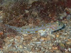 Thorogobius macrolepis