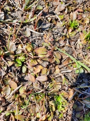 Mazus novaezeelandiae impolitus