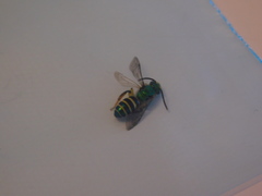 Agapostemon poeyi