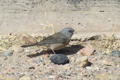 Junco hyemalis mearnsi