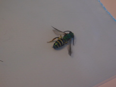 Agapostemon poeyi