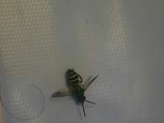 Agapostemon poeyi