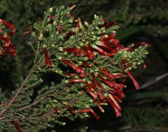 Erica versicolor