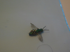 Agapostemon poeyi