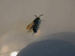 Agapostemon poeyi