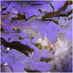 Dictyopteris undulata