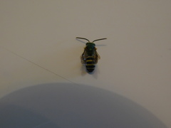 Agapostemon poeyi