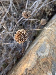 Monardella purpurea