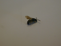 Agapostemon poeyi
