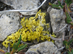 Vulpicida juniperinus