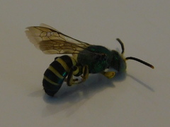 Agapostemon poeyi