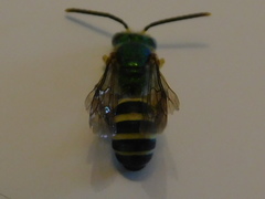 Agapostemon poeyi