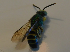 Agapostemon poeyi