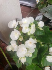 Begonia × hiemalis