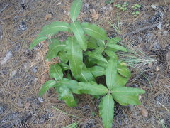 Asclepias hypoleuca