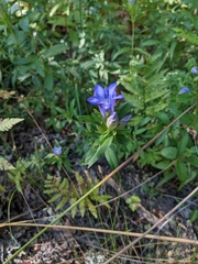 Gentiana catesbaei